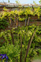 Garden sculpture of bulrush plant in rusting steel by Designs on Metal.