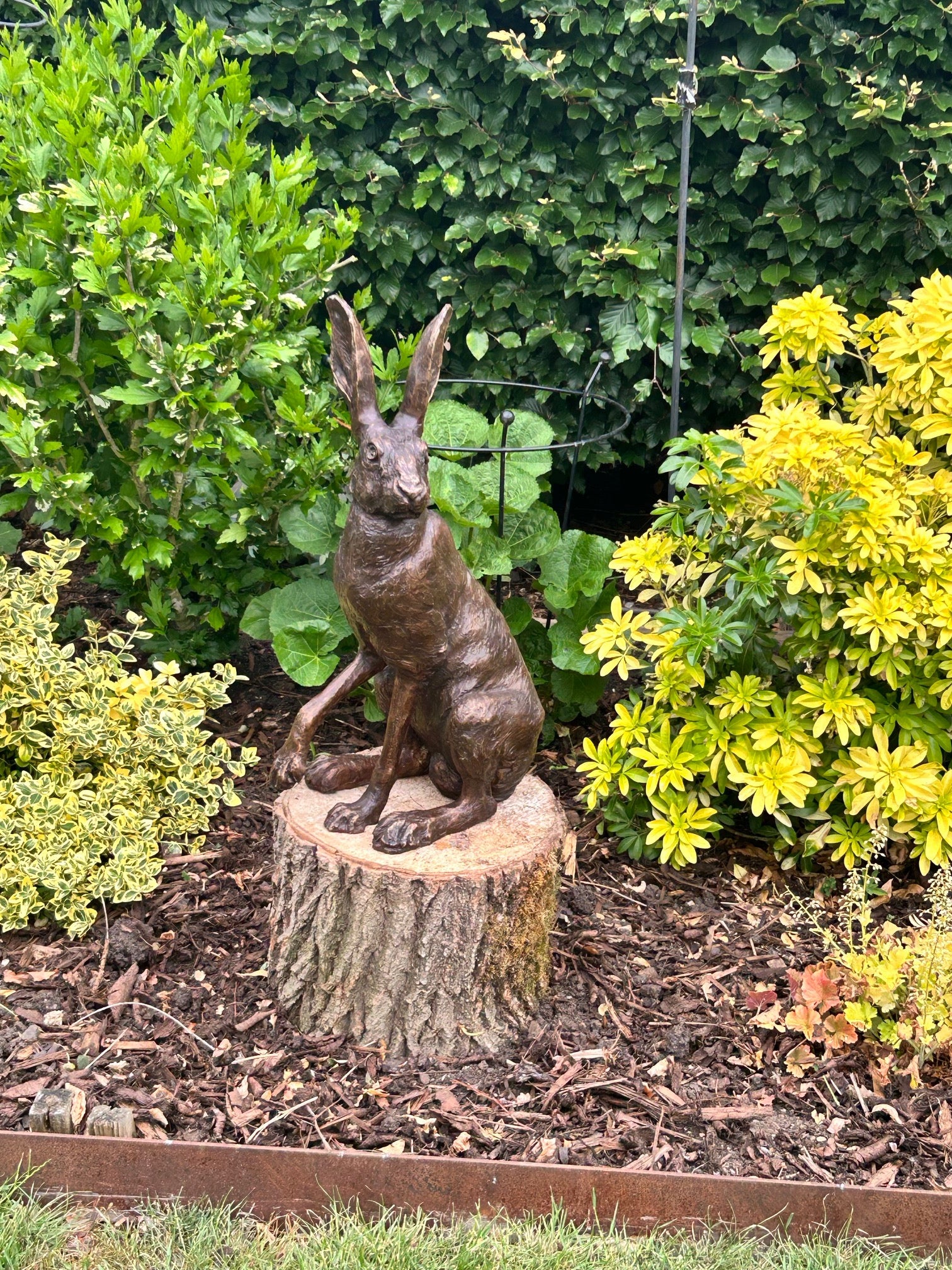 HARLEY HARE