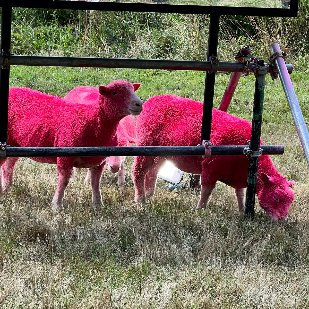 Sheep at Helmingham Hall and Latitude Festival in Suffolk ! – Art For Cure