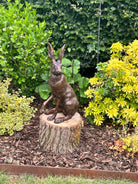 HARLEY HARE